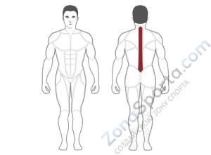 Разгибание спины Steel Flex Hope HBK1600